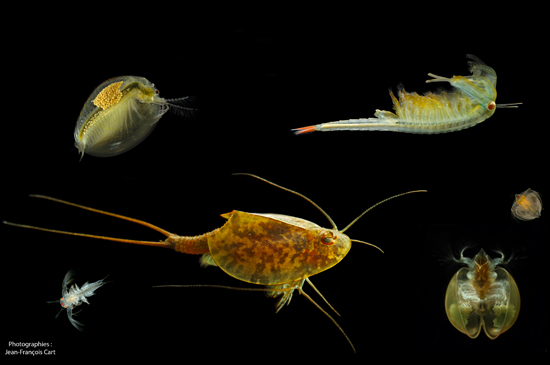 Branchiopodes divers © INPN - Jean François Cart