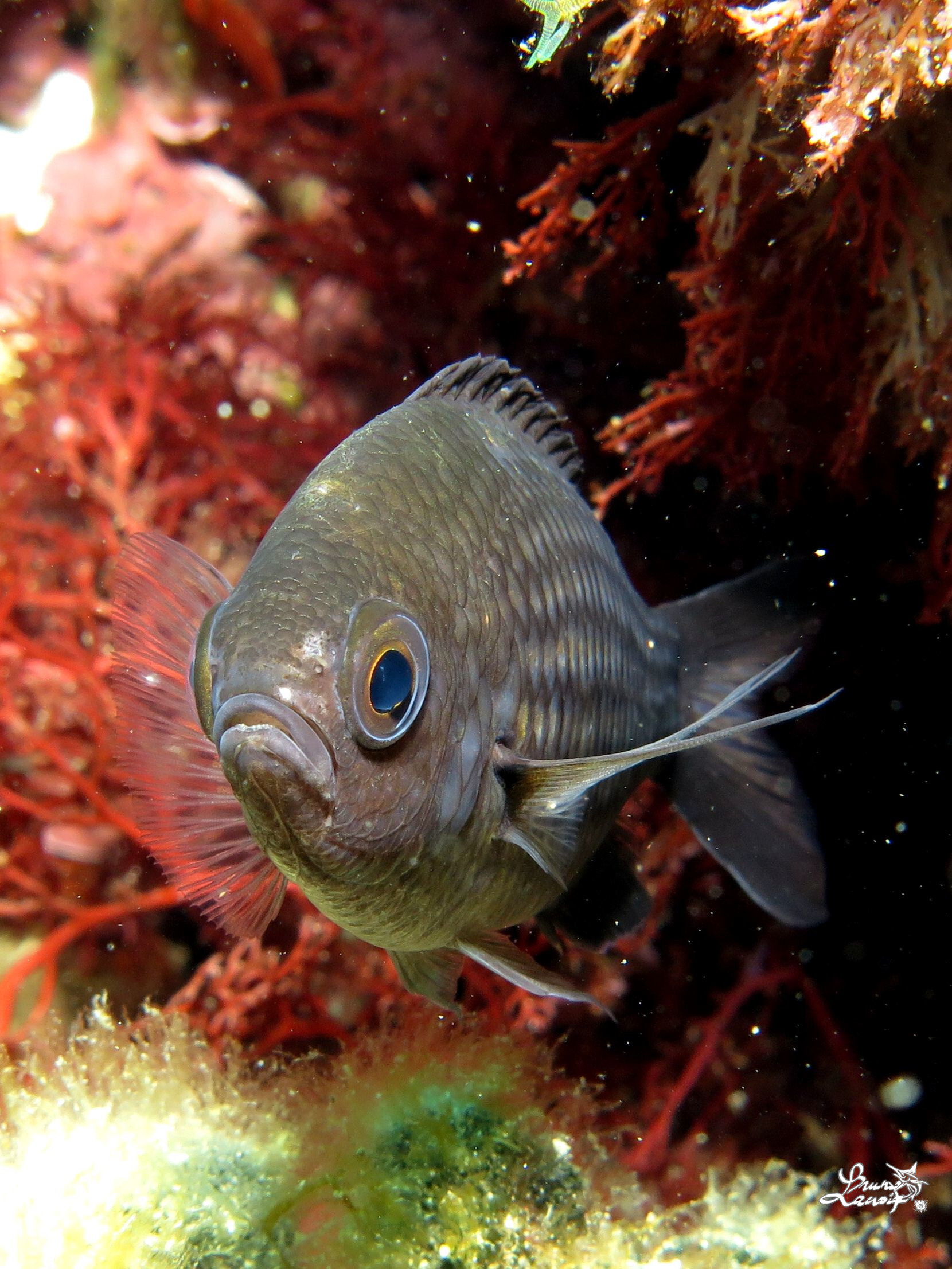 La castagnole Chromis chromis, emblème du carnet de plongée naturaliste. © Bruno Lacroix