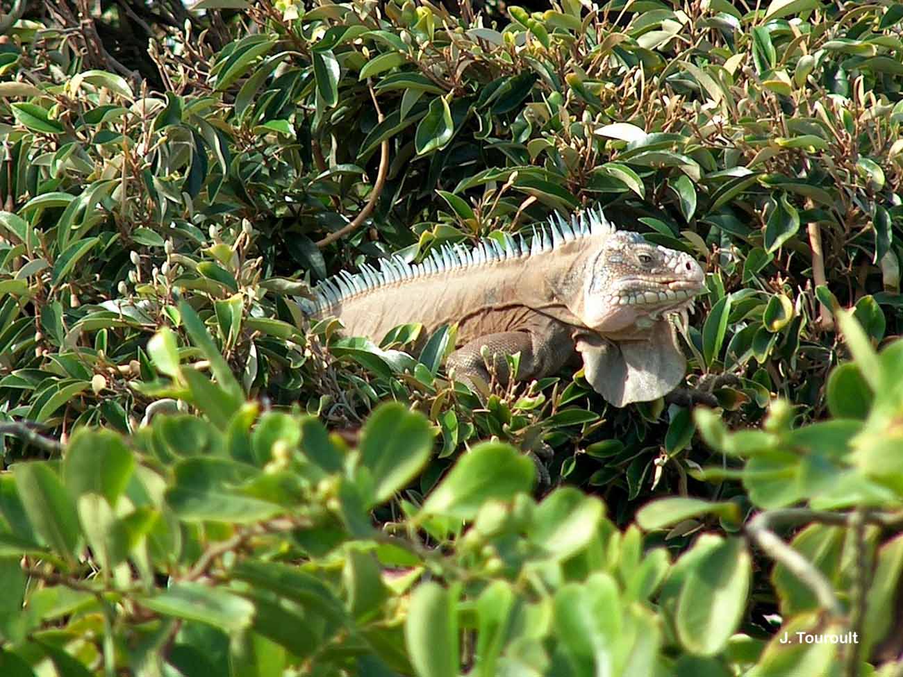 iguana delicatissima