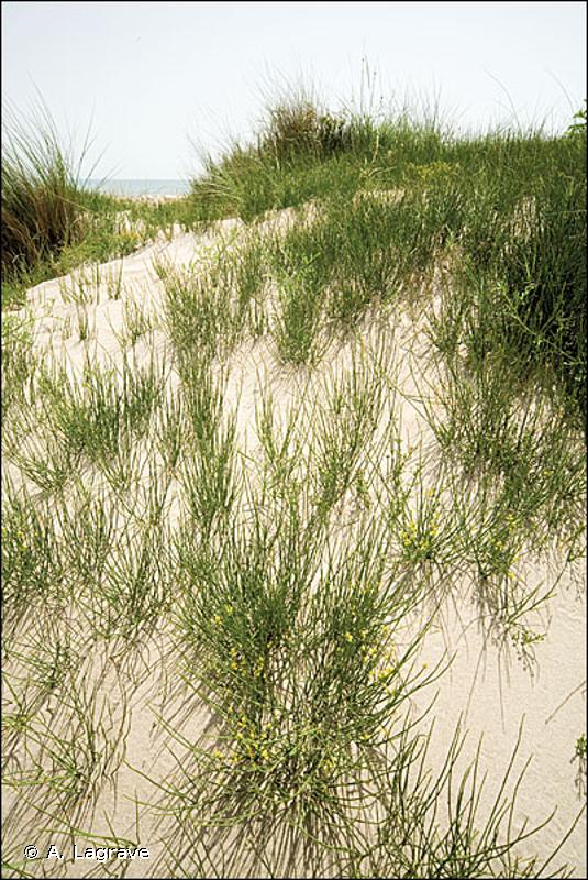 16.2122 - Dunes blanches de la Méditerranée - CORINE biotopes