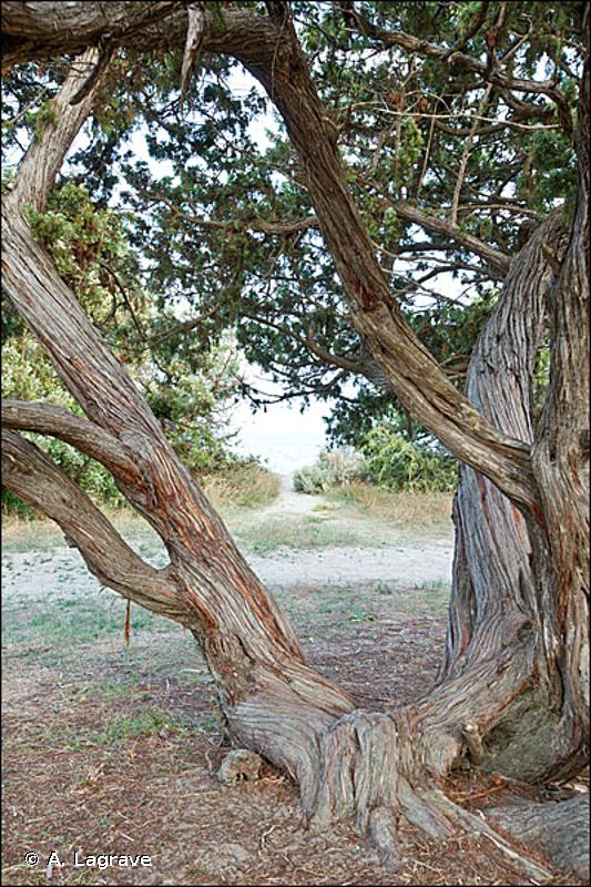 B1.63 - Fourrés dunaires à <em>Juniperus</em> - EUNIS