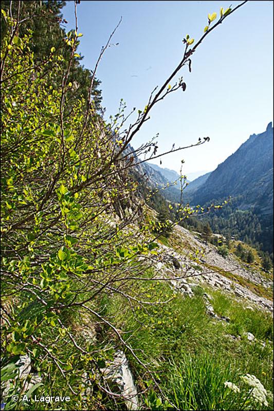 6430-11 - Communautés des couloirs rocheux ou herbeux de Corse du <em>Cymbalarion hepaticifoliae</em> - Cahiers d'habitats