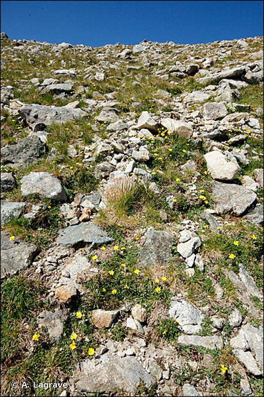 6170 - Pelouses calcaires alpines et subalpines - Habitats d'intérêt communautaire