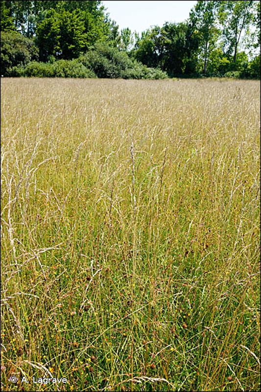 6510 - Prairies de fauche de basse altitude (<em>Alopecurus pratensis</em>, <em>Sanguisorba officinalis</em>) - Habitats d'intérêt communautaire