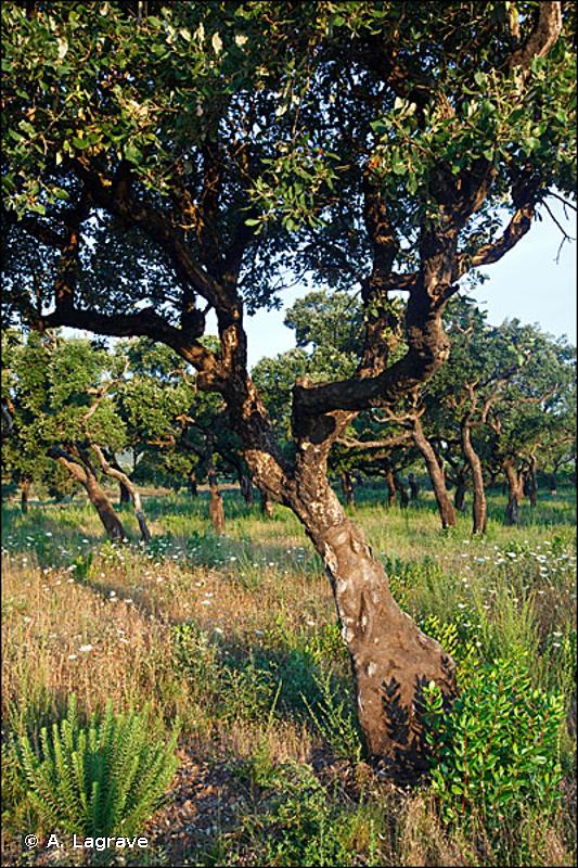 83.32 - Plantations d'arbres feuillus - CORINE biotopes