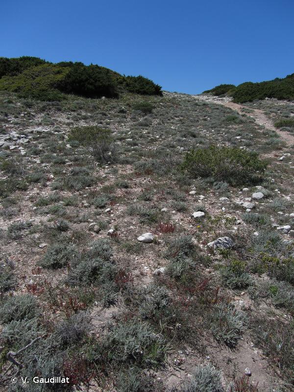 5320 - Formations basses d'euphorbes près des falaises - Habitats d'intérêt communautaire