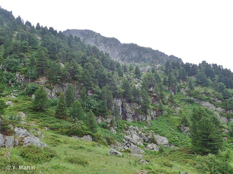 42.33 - Forêts occidentales de Mélèzes, de Pins de montagne et d'Arolles - CORINE biotopes