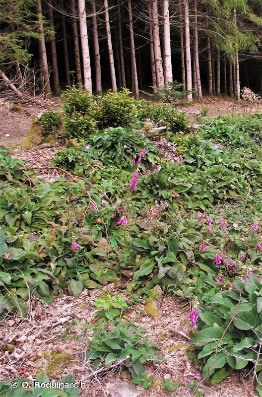31.871 - Clairières herbacées forestières - CORINE biotopes