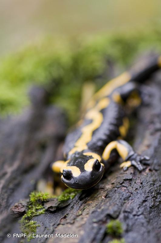 À Trémargat, les ouvriers sauvent une salamandre tachetée, espèce protégée
