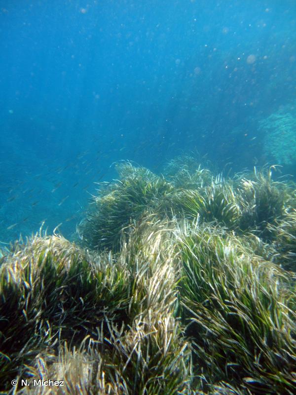 III.5.1. - Biocénose de l'herbier à <em>Posidonia oceanica</em> - Biocénoses benthiques de Méditerranée