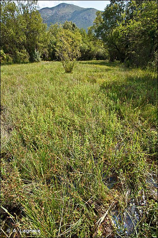 37.2 - Prairies humides eutrophes - CORINE biotopes