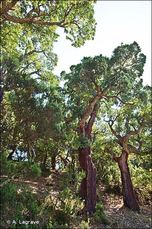 9330 - Forêts à <em>Quercus suber</em> - Habitats d'intérêt communautaire