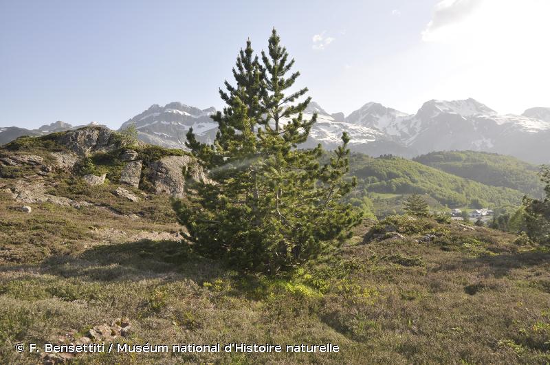 4060 - Landes alpines et boréales - Habitats d'intérêt communautaire