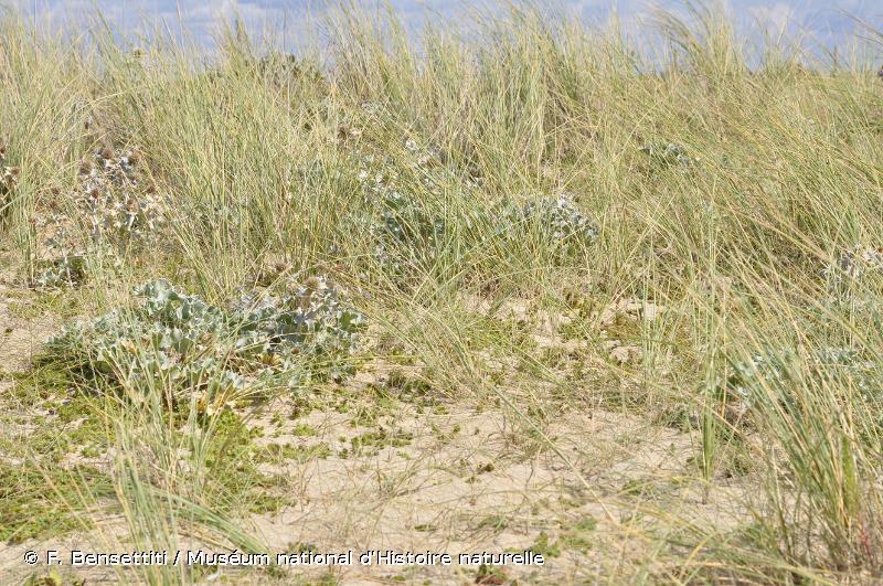2120 - Dunes mobiles du cordon littoral à <em>Ammophila arenaria</em> (“dunes blanches”) - Habitats d'intérêt communautaire
