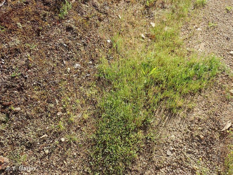 35.21 - Prairies siliceuses à annuelles naines - CORINE biotopes