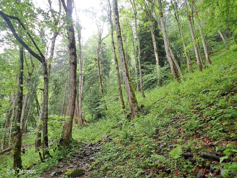 9180 - Forêts de pentes, éboulis ou ravins du <em>Tilio-Acerion</em> - Habitats d'intérêt communautaire