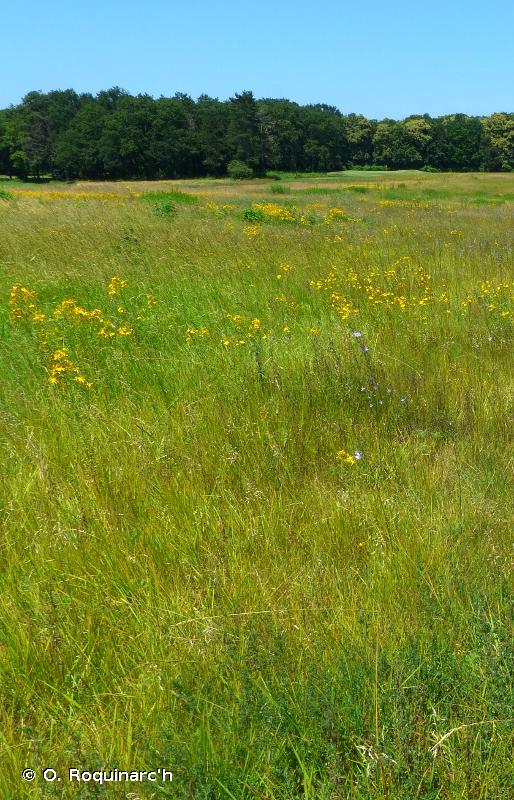 E - Prairies ; terrains dominés par des herbacées non graminoïdes, des mousses ou des lichens - EUNIS
