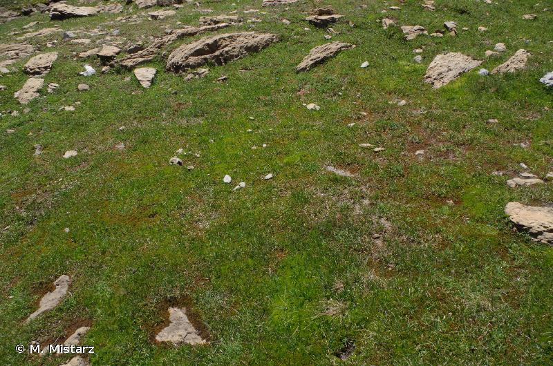 7240 - Formations pionnières alpines du <em>Caricion bicoloris-atrofuscae</em> - Habitats d'intérêt communautaire
