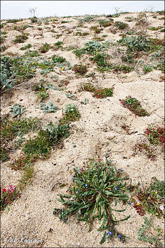 2210-1 - Dunes fixées du littoral méditerranéen du <em>Crucianellion maritimae</em> - Cahiers d'habitats