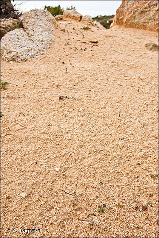 16.228 - Groupements dunaires à Malcolmia - CORINE biotopes