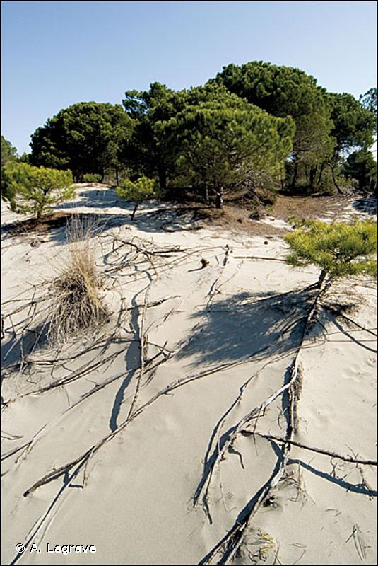 16.29 - Dunes boisées - CORINE biotopes