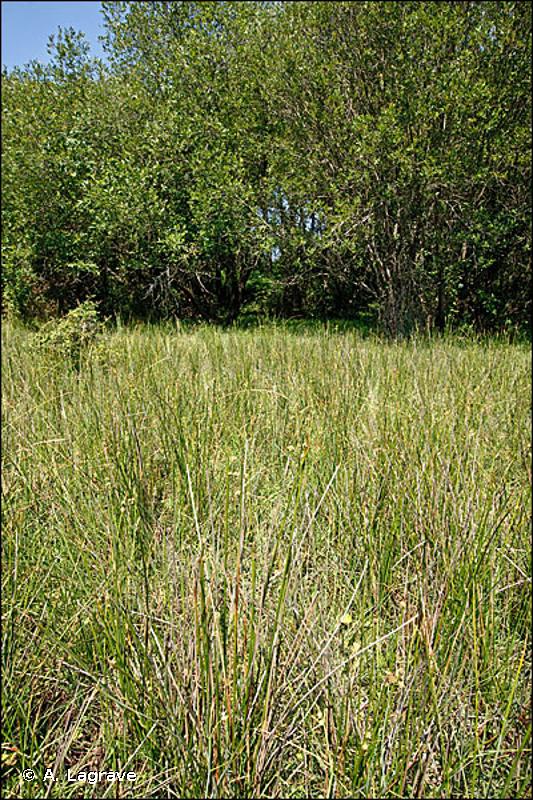 6420 - Prairies humides méditerranéennes à grandes herbes du <em>Molinio-Holoschoenion</em> - Habitats d'intérêt communautaire