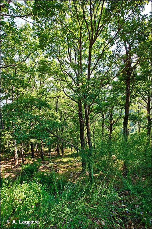 41 - Forêts caducifoliées - CORINE biotopes