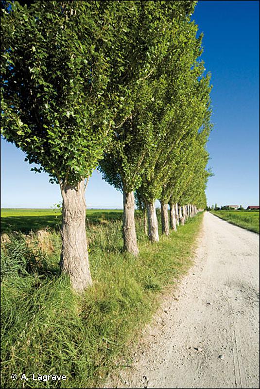 84.1 - Alignements d'arbres - CORINE biotopes