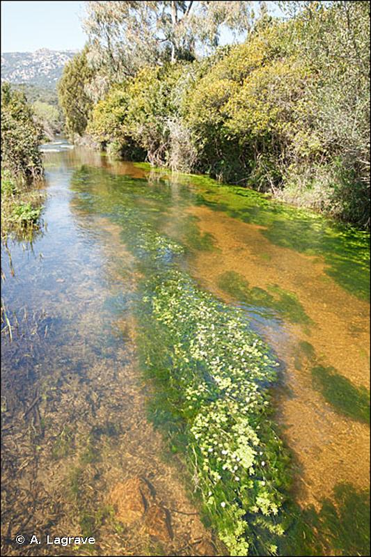24.43 - Végétation des rivières mésotrophes - CORINE biotopes