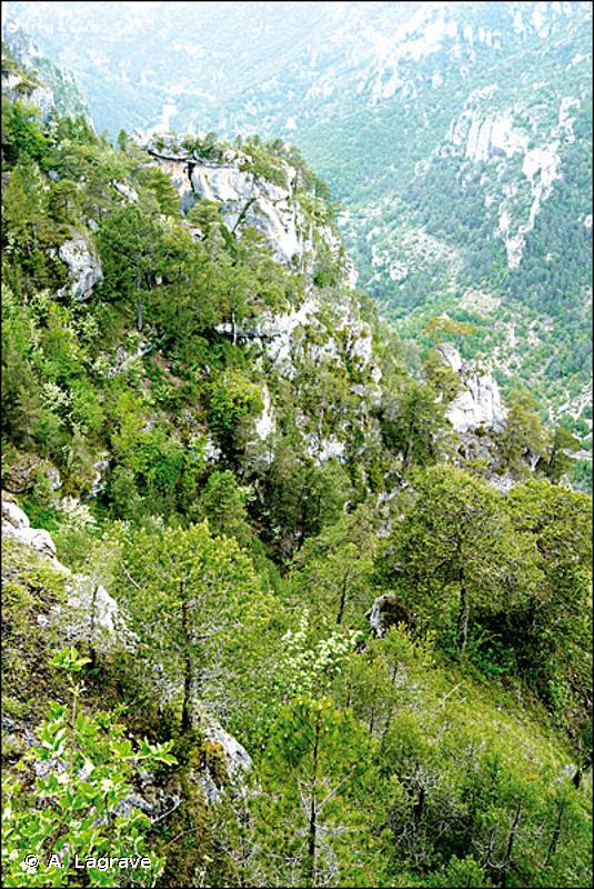 42.631 - Forêts de Pins de Salzmann des Causses - CORINE biotopes