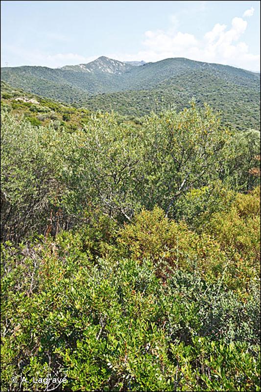 45 - Forêts sempervirentes non résineuses - CORINE biotopes
