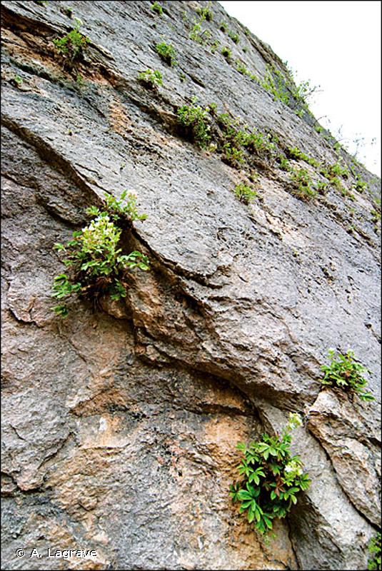 62.151 - Falaises calcaires ensoleillées des Alpes - CORINE biotopes