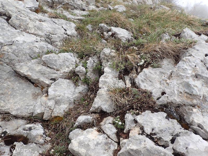 36.4311 - Pelouses alpines à Seslérie et Laîche sempervirente - CORINE biotopes