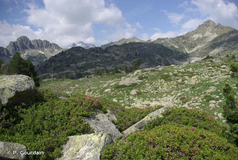 31.4 - Landes alpines et boréales - CORINE biotopes