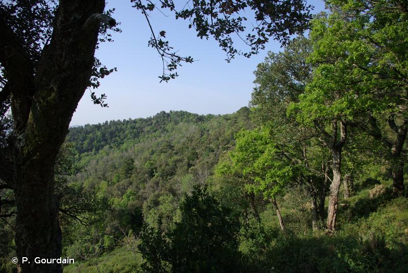 G - Boisements, forêts et autres habitats boisés - EUNIS