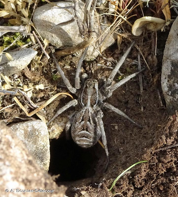 Araignée-loup : photo, morsure, taille, où en France ?