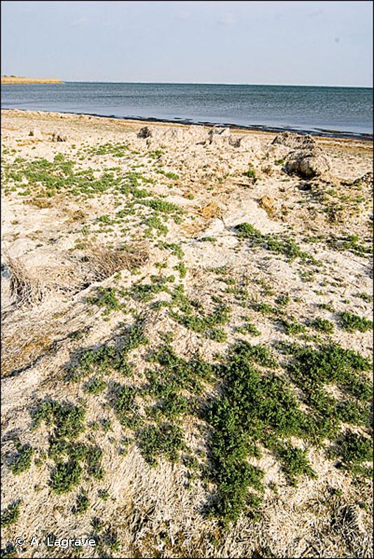 16.12 - Groupements annuels des plages de sable - CORINE biotopes