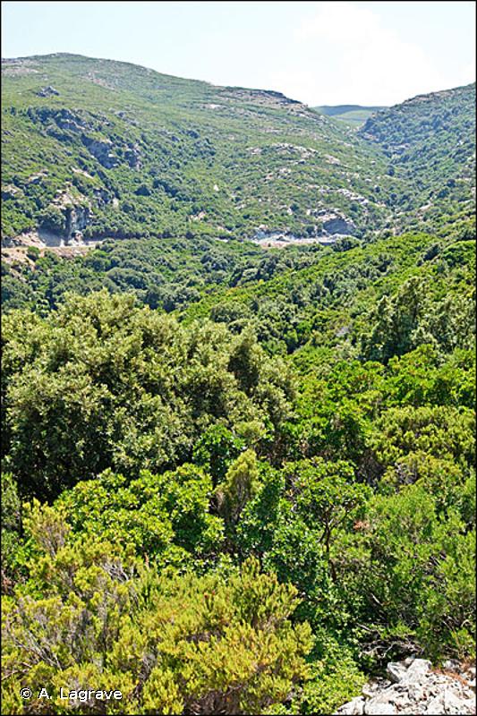 32.311 - Maquis hauts de Méditerranée occidentale - CORINE biotopes