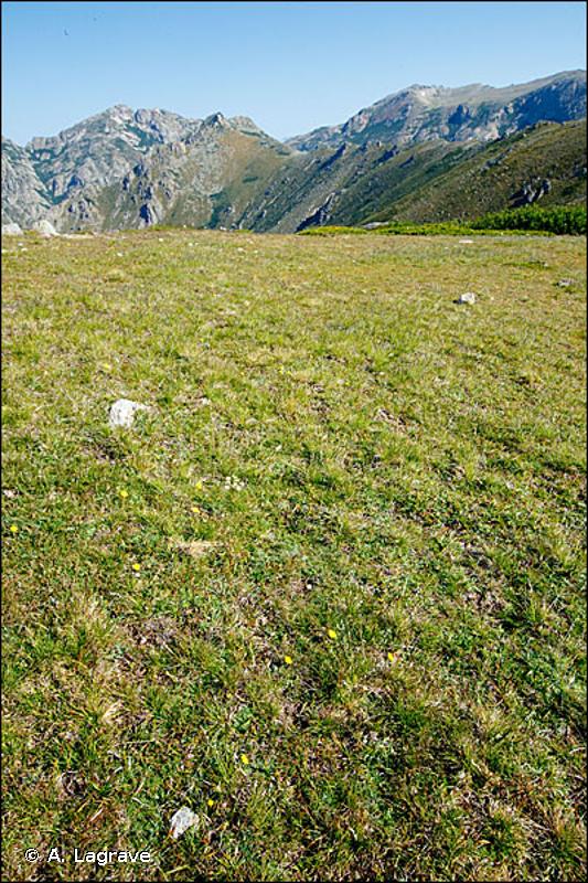 36.37 - Pelouses des hautes montagnes corses - CORINE biotopes