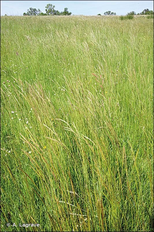 6420 - Prairies humides méditerranéennes à grandes herbes du <em>Molinio-Holoschoenion</em> - Habitats d'intérêt communautaire