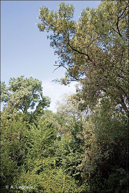 92A0-6 - Peupleraies blanches - Cahiers d'habitats