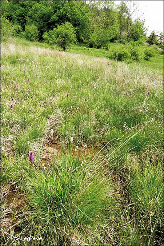 54.231 - Bas-marais à Carex davalliana floristiquement riches - CORINE biotopes