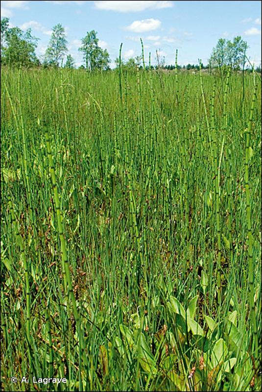 54.59 - Radeaux à Menyanthes trifoliata et Potentilla palustris - CORINE biotopes