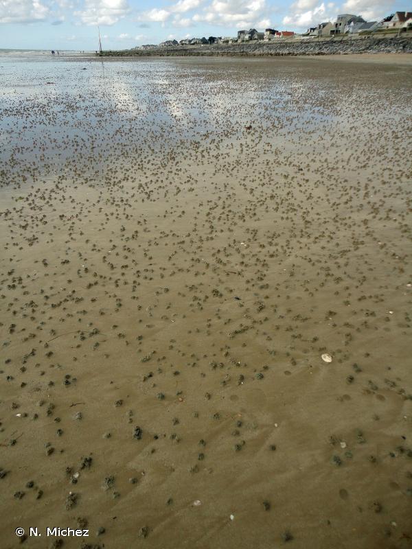 A2.241 - <em>Macoma balthica</em> et <em>Arenicola marina</em> sur les rivages de sable vaseux - EUNIS