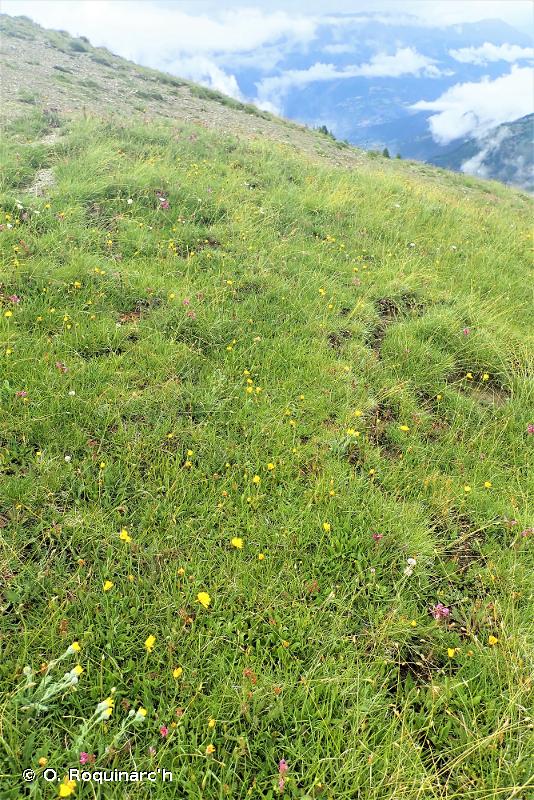 36 - Pelouses alpines et subalpines - CORINE biotopes