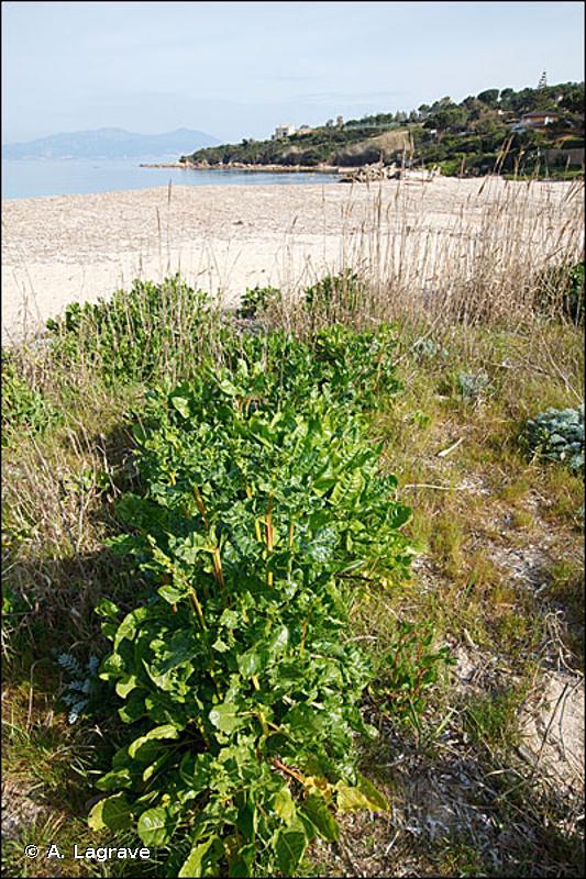 17.2 - Végétation annuelle des laisses de mer sur plages de galets - CORINE biotopes