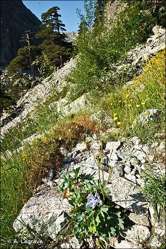 61.1 - Eboulis siliceux alpins et nordiques - CORINE biotopes