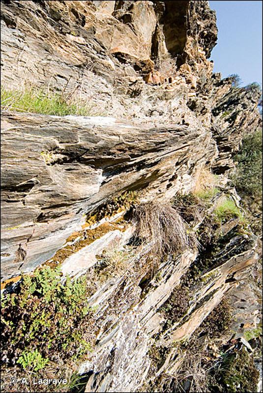8220 - Pentes rocheuses siliceuses avec végétation chasmophytique - Habitats d'intérêt communautaire
