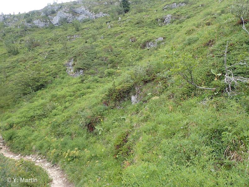36.4312 - Pelouses à Seslérie et Laîche sempervirente du Jura - CORINE biotopes