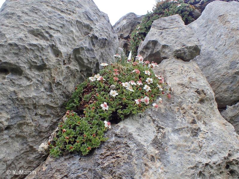 62.151 - Falaises calcaires ensoleillées des Alpes - CORINE biotopes